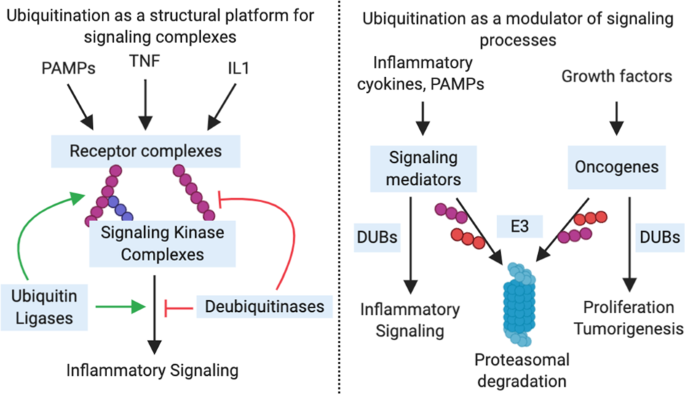 The ubiquitylation of IL-1β limits its cleavage by caspase-1 and targets it  for proteasomal degradation