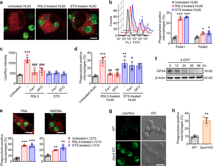 Oxygenated Phosphatidylethanolamine Navigates Phagocytosis Of Ferroptotic Cells By Interacting With Tlr2 Cell Death Differentiation