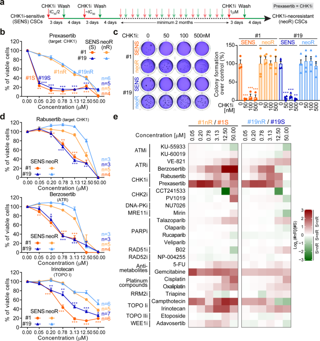 Control Of Replication Stress And Mitosis In Colorectal Cancer Stem Cells Through The Interplay Of Parp1 Mre11 And Rad51 Cell Death Differentiation