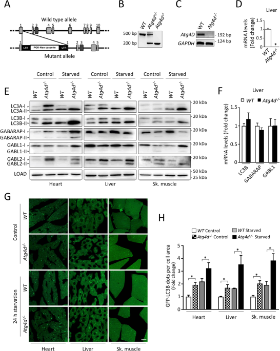 Atg4d Is The Main Atg8 Delipidating Enzyme In Mammalian Cells And Protects Against Cerebellar Neurodegeneration Cell Death Differentiation