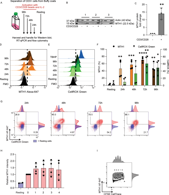 Mth1 As A Target To Alleviate T Cell Driven Diseases By Selective Suppression Of Activated T Cells Cell Death Differentiation