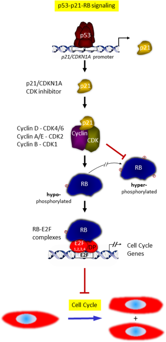 Cell cycle regulation: p53-p21-RB signaling | Cell Death & Differentiation