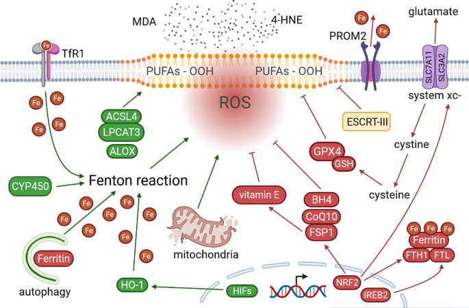 Non-coding RNAs and ferroptosis: potential implications for cancer therapy  | Cell Death & Differentiation