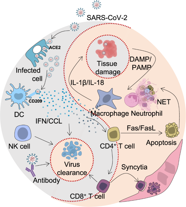 How does SARS-CoV-2 evade the immune defences?