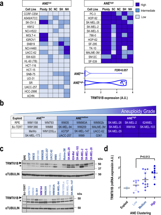 Mitochondrial RNA methyltransferase TRMT61B is a new, potential biomarker and therapeutic target for highly aneuploid cancers