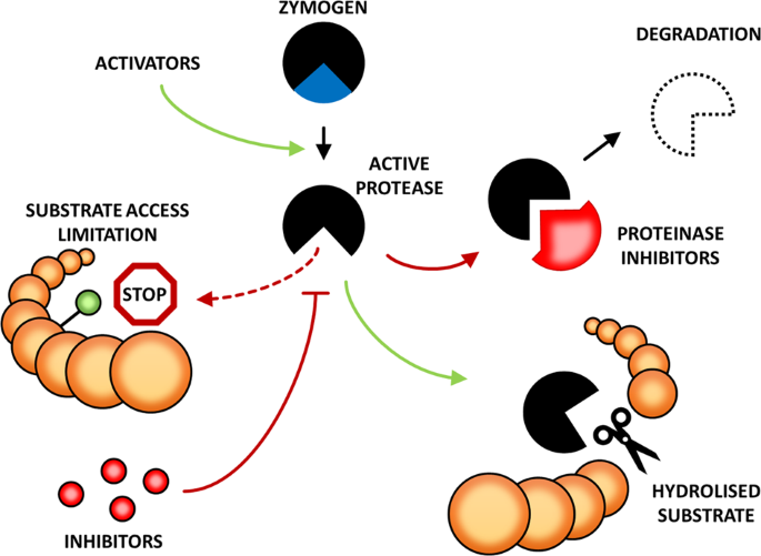 Mechanisms controlling plant proteases and their substrates | Cell 
