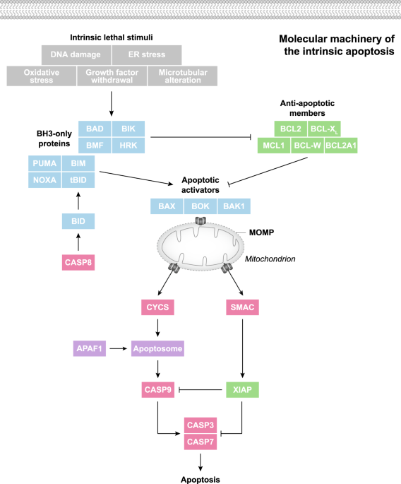 Apoptotic cell death in disease—Current understanding of the NCCD 2023 |  Cell Death & Differentiation