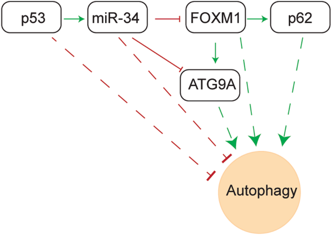 CRISPR/Cas9-mediated inactivation of miR-34a and miR-34b/c in HCT116  colorectal cancer cells: comprehensive characterization after exposure to  5-FU reveals EMT and autophagy as key processes regulated by miR-34