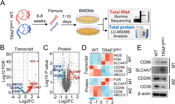 Traf3/stat6 axis regulates macrophage polarization and tumor progression