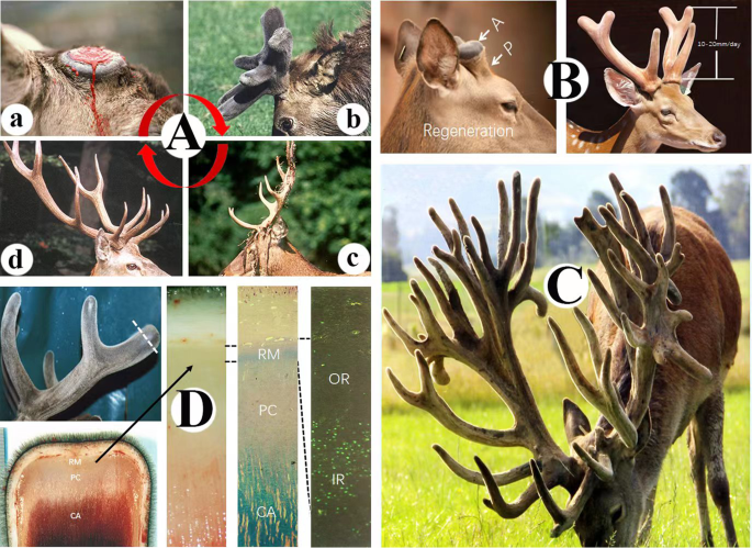Deer (Overview) - Antler Development Summary