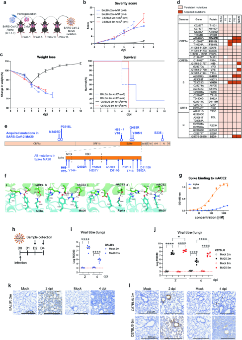 Identification of FasL as a crucial host factor driving COVID-19 pathology and lethality