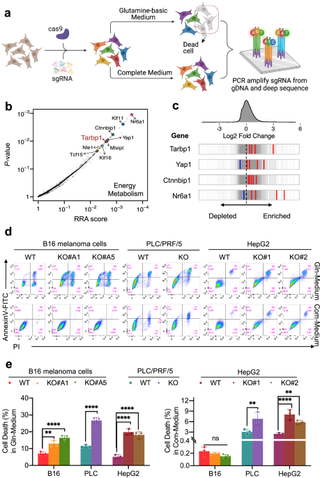 The trna gm18 methyltransferase tarbp1 promotes hepatocellular carcinoma progression via metabolic reprogramming of glutamine