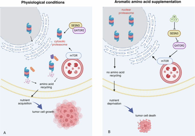 Feeding cancer to death - a triad of aromatic acids reduces tumor ...