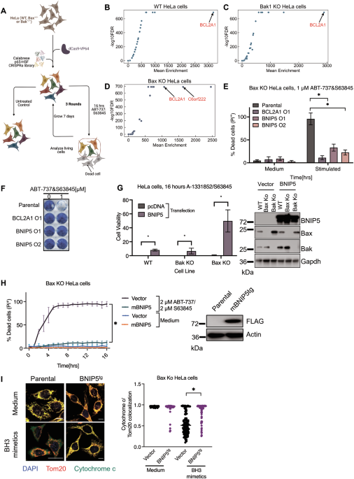 Inhibition of bak-mediated apoptosis by the bh3-only protein bnip5