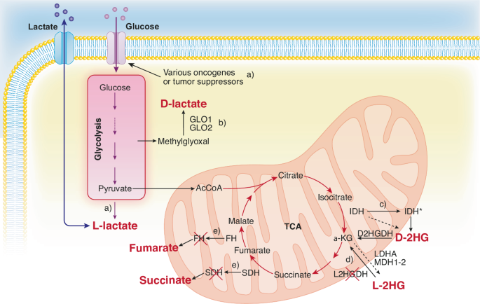 Oncometabolites at the crossroads of genetic, epigenetic and 