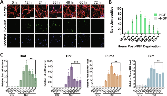 Apoptosis signaling is activated as a transient pulse in neurons