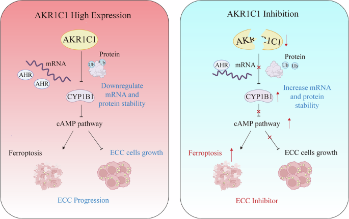 The akr1c1–cyp1b1–camp signaling axis controls tumorigenicity and ferroptosis susceptibility of extrahepatic cholangiocarcinoma