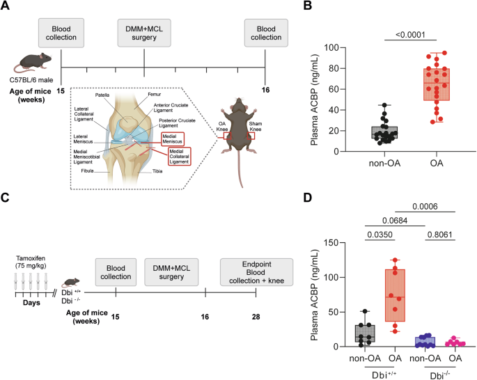 Neutralization of acyl CoA binding protein (ACBP) for the experimental ...