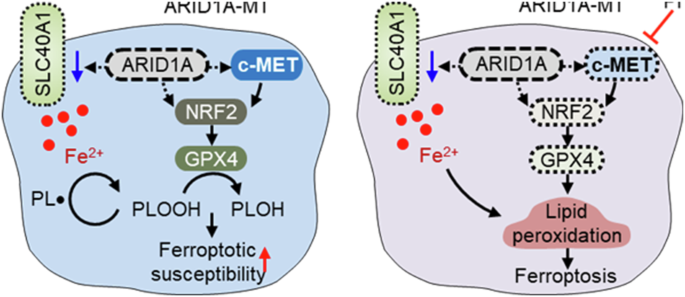 ARID1A loss enhances sensitivity to c-MET inhibition by dual targeting of  GPX4 and iron homeostasis, inducing ferroptosis | Cell Death &  Differentiation