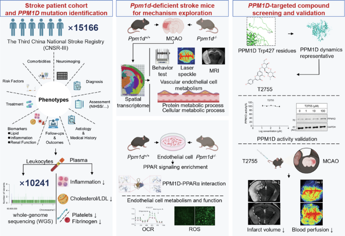 Gain-of-function PPM1D mutations attenuate ischemic stroke