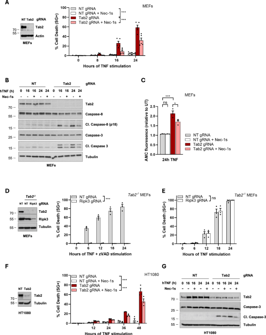 TAB2 controls a TAK1-independent cell death checkpoint at the level of ...