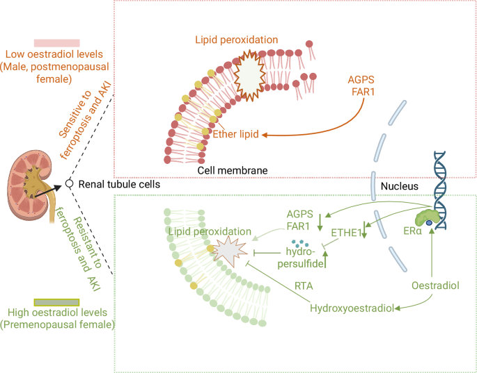 estrogen and glutathione elicits ferroptosis-related myocardial oxidative stress dysfunction in male rats can glutathione cause heavy periods