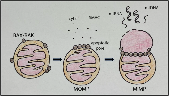 What does BCL-2 do? From new molecular insights to the clinical implications
