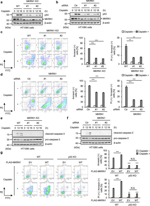 Identification of MKRN1 as a key modulator of the p53-MDM2 feedback loop