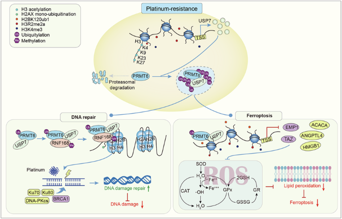 Targeting the USP7-PRMT6 epigenetic axis overcomes chemoresistance in breast cancer by coordinating H3R2me2a deposition and RNF168 methylation for DNA repair and ferroptosis blockade - Cell Death & Differentiation
