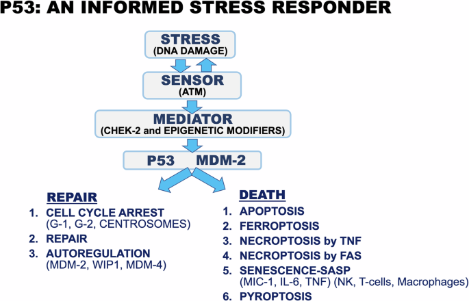 The TP53 gene contains a diversity box that makes it more than a tumor suppressor - Cell Death & Differentiation