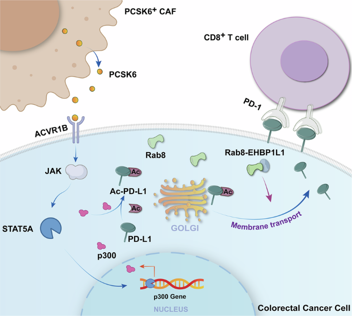 ipamorelin sermorelin what's the difference between tesamorelin and ipamorelin Sermorelin vs Ipamorelin: Differences, Benefits, and Which Is Better? ipamorelin sermorelin what's the difference between tesamorelin and ipamorelin Sermorelin vs Ipamorelin: Differences, Benefits, and Which Is Better?