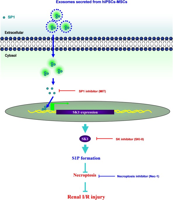 Extracellular vesicles from human-induced pluripotent stem cell-derived ...