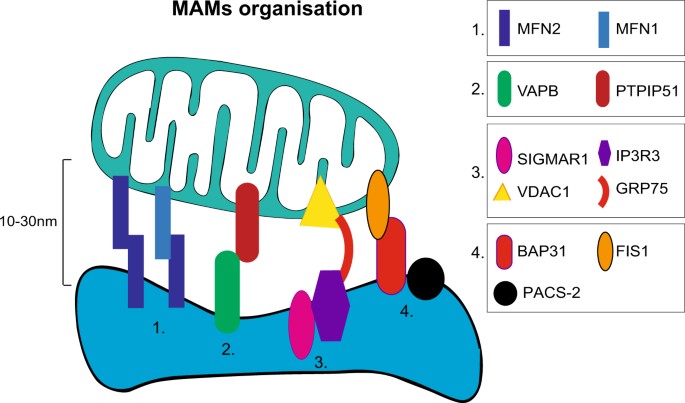 Impaired Recycling Of Mitochondria In >> Endoplasmic Reticulum And Mitochondria In Diseases Of Motor And Impaired Recycling Of Mitochondria In >> Endoplasmic Reticulum And Mitochondria In Diseases Of Motor And