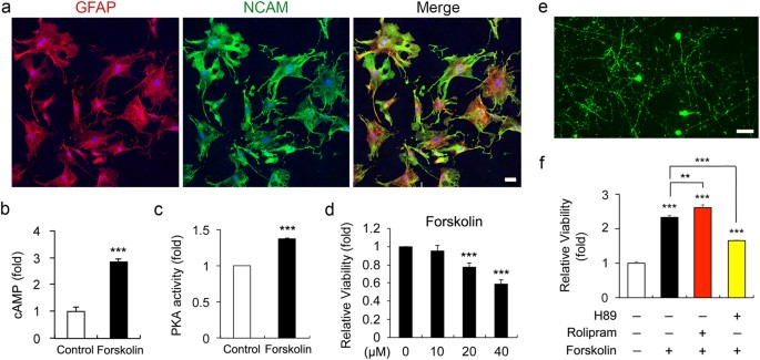 elevated intracellular camp exacerbates