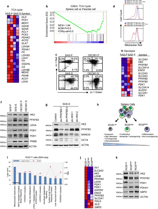 ROS-independent ER stress-mediated NRF2 activation promotes warburg effect to maintain stemness-associated properties of cancer-initiating cells