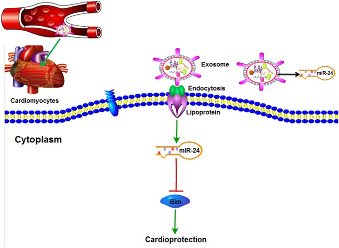 Plasma exosomes induced by remote ischaemic preconditioning attenuate