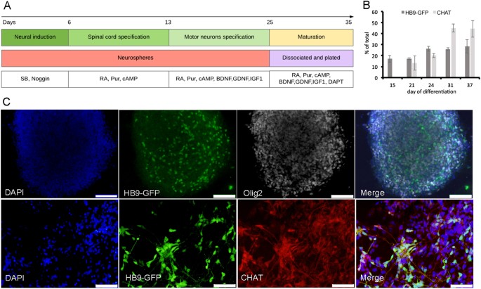 Als Related Human Cortical And Motor Neurons Survival Is Differentially Affected By Sema3a Cell Death Disease Als Related Human Cortical And Motor Neurons Survival Is Differentially Affected By Sema3a Cell Death Disease