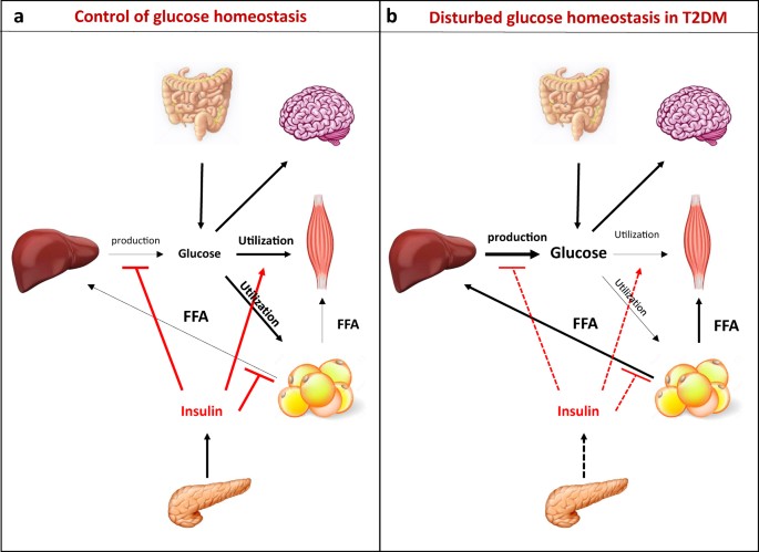 The role of endoplasmic reticulum-mitochondria contact ... endoplasmic reticulum diagram 