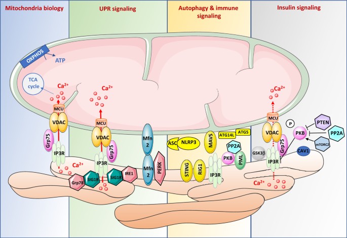 Mitochondrial signalling and homeostasis: from cell biology to