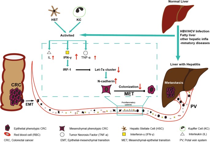 Repression of let-7a cluster prevents adhesion of colorectal cancer ...