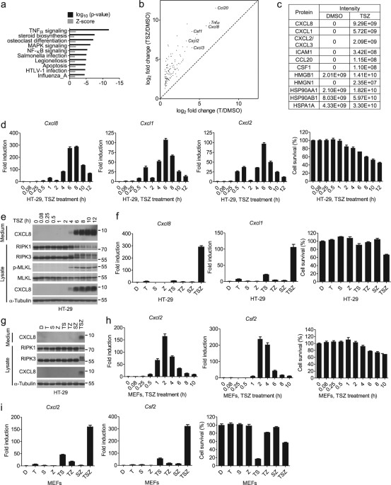 Necroptosis Promotes Cell Autonomous Activation Of Proinflammatory Cytokine Gene Expression Cell Death Disease Necroptosis Promotes Cell Autonomous Activation Of Proinflammatory Cytokine Gene Expression Cell Death Disease
