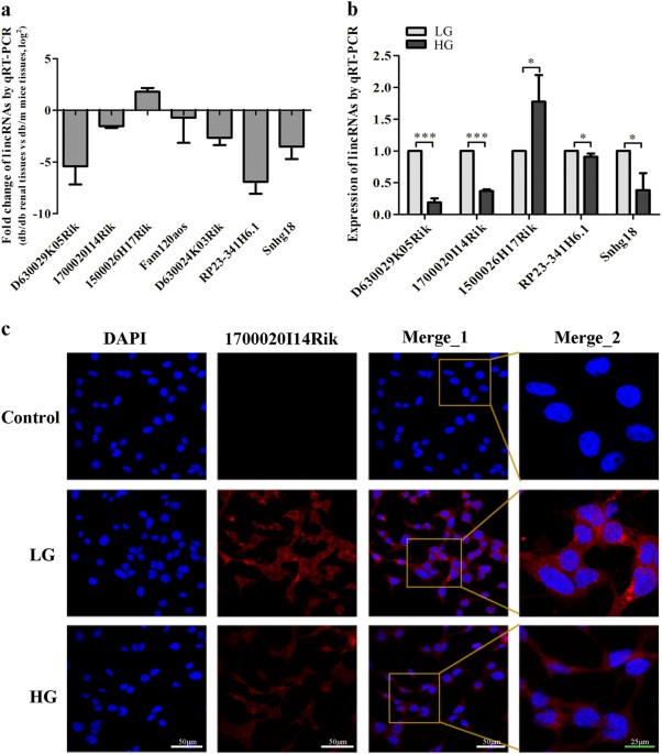 Lincrna 1700020i14rik alleviates cell proliferation and fibrosis in diabetic nephropathy via mir-34a-5p/sirt1/hif-1α signaling