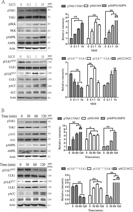 S. Typhimurium evades autophagy by disrupting Sirt1-dependent AMPK