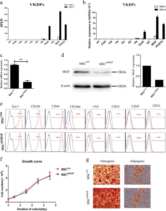 Mesenchymal stromal cells-derived matrix gla protein contribute to the alleviation of experimental colitis