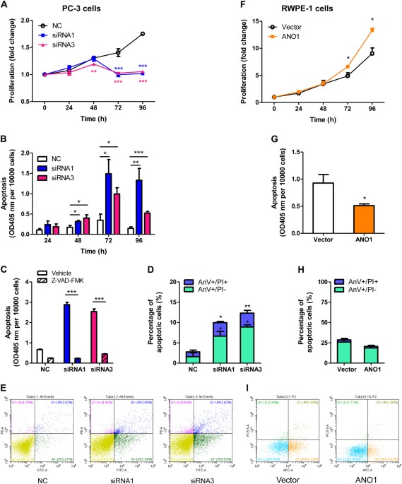 Inhibition of ANO1/TMEM16A induces apoptosis in human prostate ...