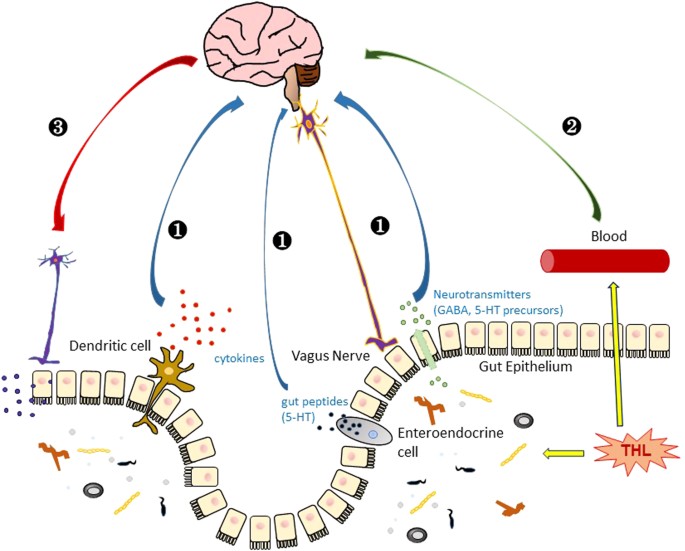 Mechanism of neuroprotection by trehalose: controversy surrounding ...