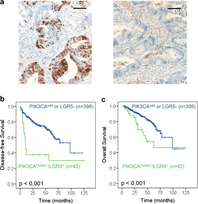 PIK3CA mutations confer resistance to first-line chemotherapy in ...