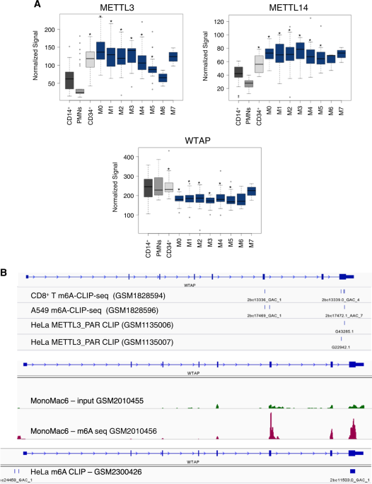 Mettl3 regulates wtap protein homeostasis