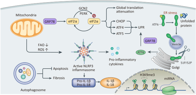 Renal tubular epithelial cells: the neglected mediator of  tubulointerstitial fibrosis after injury | Cell Death \u0026 Disease