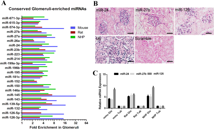 Mir 27b Regulates Podocyte Survival Through Targeting Adenosine Receptor 2b In Podocytes From Non Human Primate Cell Death Disease